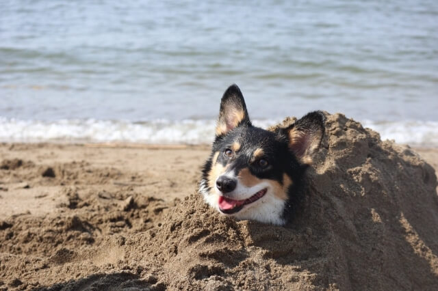 砂風呂を満喫する犬