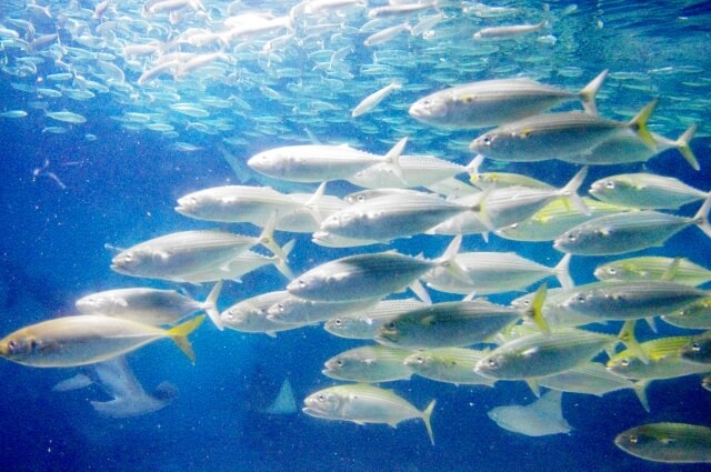 青魚