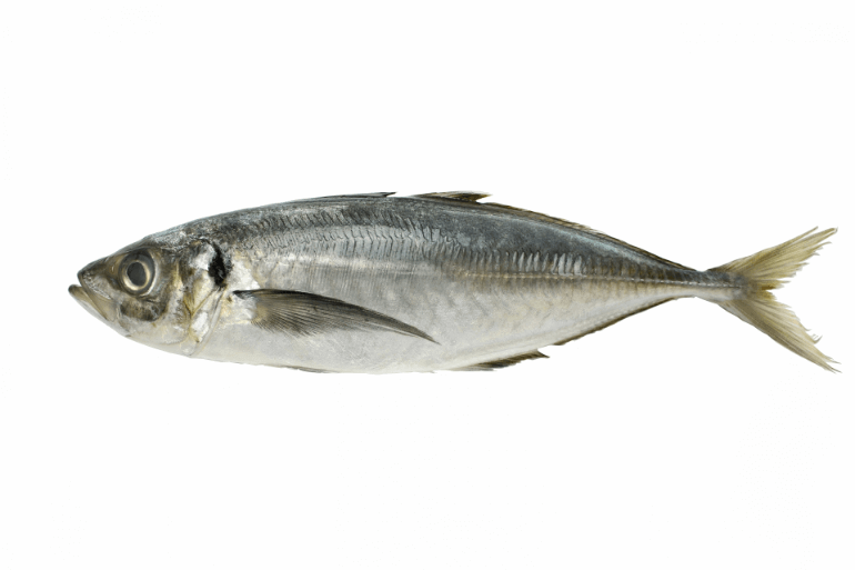 青魚の種類一覧 ししゃも カツオ マグロはどう Dha量の比較も ユキフルの道 青魚の種類一覧 ししゃも カツオ マグロはどう Dha量の比較も ユキフルの道