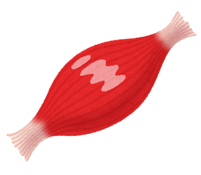 筋肥大には牛乳の栄養素が効果的