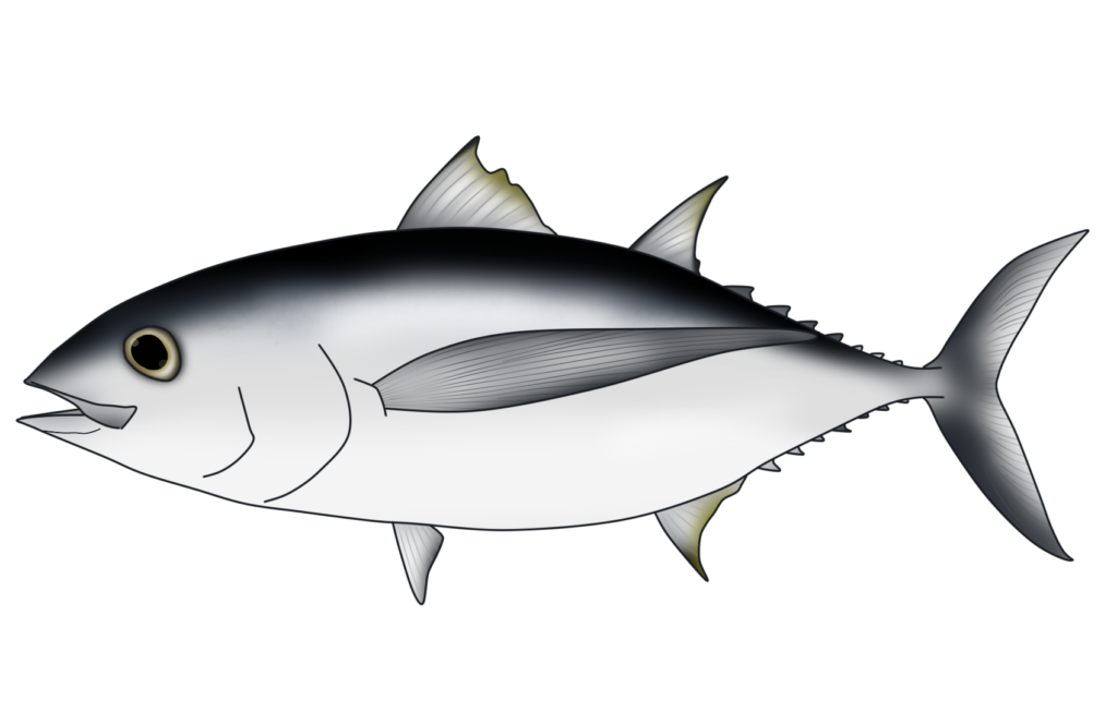 ビントロのカロリーと脂質は意外に低い