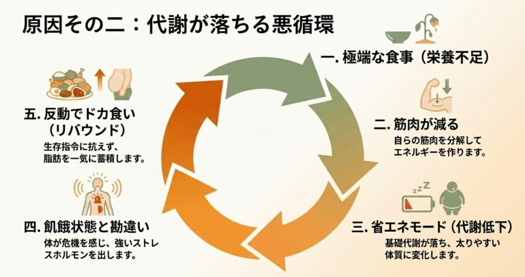 こんにゃくダイエット：原因その二：代謝が落ちる悪循環のステップ図。1.極端な食事（栄養不足）、2.筋肉が減る（自らの筋肉を分解）、3.省エネモード（代謝低下）、4.飢餓状態と勘違いしてストレスホルモン分泌、5.反動でドカ食い（リバウンド）して脂肪を一気に蓄積する流れ。