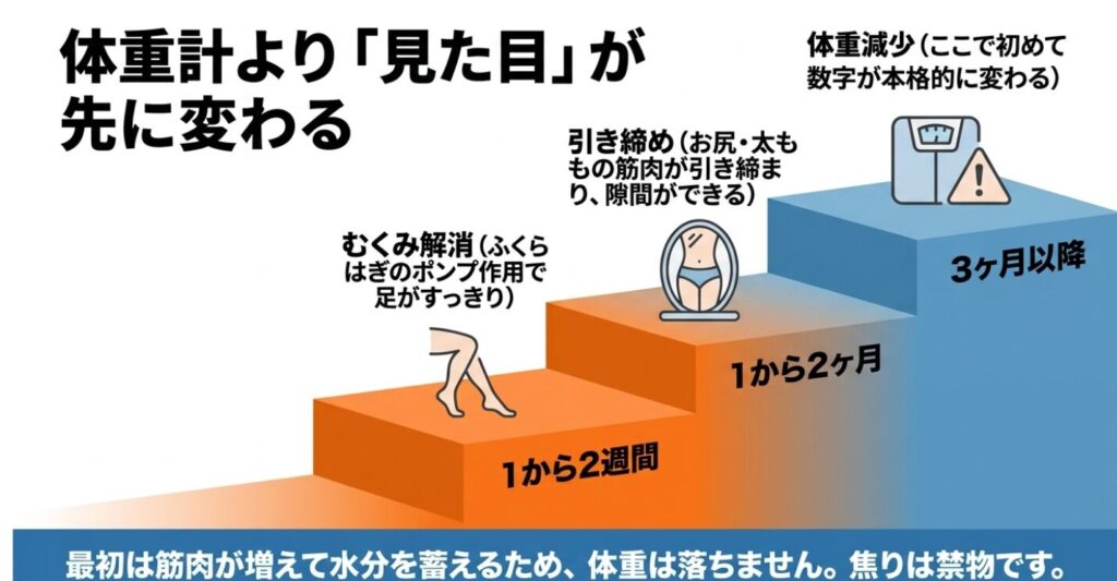 ステッパー：体重計より「見た目」が先に変わる 。1から2週間でふくらはぎのポンプ作用によりむくみが解消し、1から2ヶ月でお尻や太ももの筋肉が引き締まり、3ヶ月以降に初めて数字が本格的に変わる体重減少が起こります 。最初は筋肉が増えて水分を蓄えるため、体重は落ちません 。