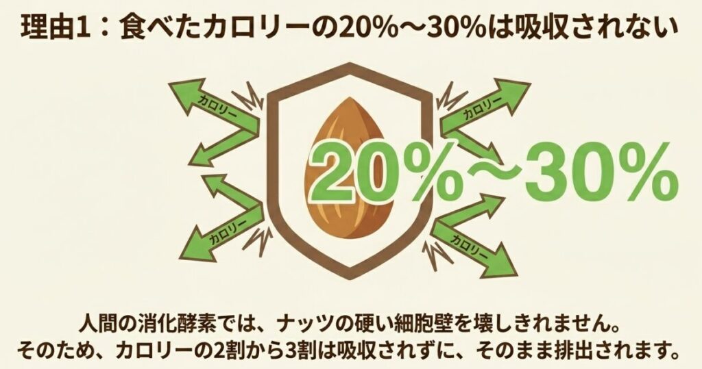 ナッツを食べたカロリーの20%〜30%は吸収されないという理由の解説。人間の消化酵素では硬い細胞壁を壊しきれず、カロリーの2割から3割が吸収されずに排出される仕組みの図解
