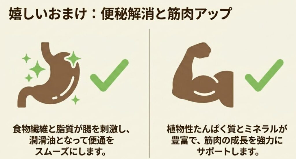 ナッツ：便秘解消と筋肉アップの解説。食物繊維と脂質が腸を刺激して便通をスムーズにし、植物性たんぱく質とミネラルが筋肉の成長を強力にサポートすることの図解