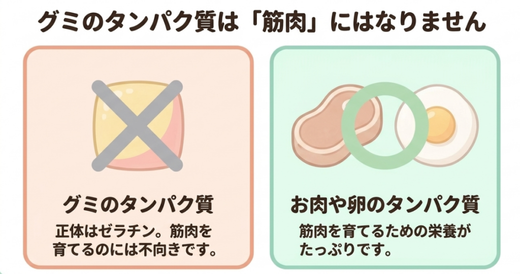 タフグミのゼラチン由来タンパク質と、筋肉づくりの主なタンパク質源となる肉や卵を比較した図